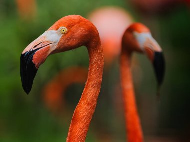 Flamingo uzun boyunlu kuş portresi.