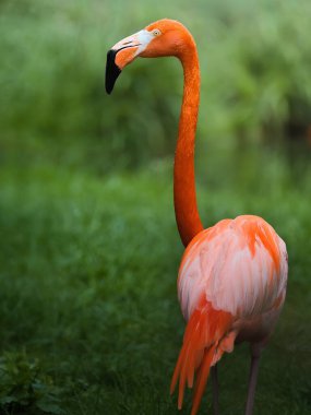 Flamingo uzun boyunlu kuş portresi.