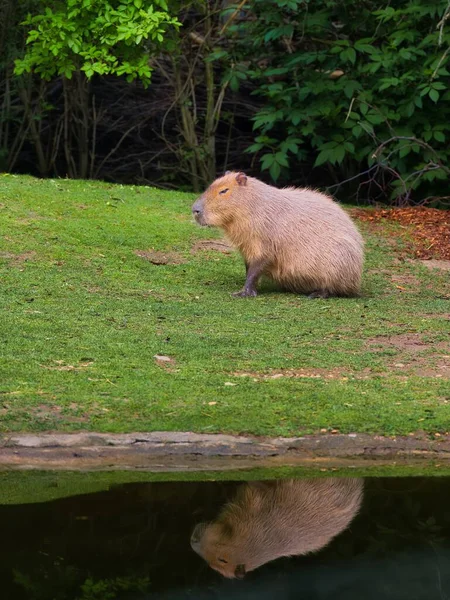 Capybara Portret Reflectie Het Meer — Stockfoto