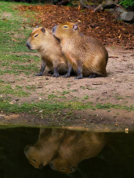 Twee Bruine Schattige Capibaras Samen Hun Reflectie Het Meer — Stockfoto