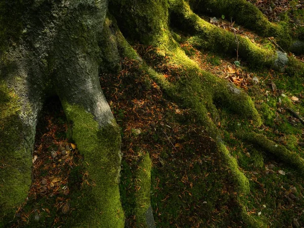 stock image Detail of tree roots covered with moss as a texture or background