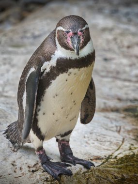 Gün boyunca kayalık bir sahildeki penguen portresi.