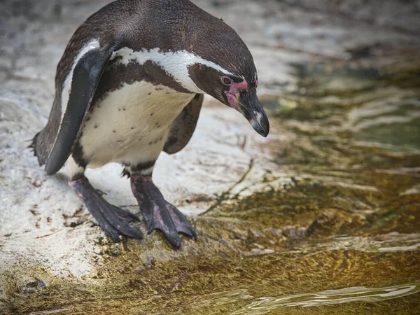 Pingvinen Redo Att Hoppa Vattnet Från Den Klippiga Stranden — Stockfoto