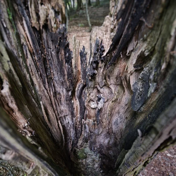 Ormandaki Içi Boş Bir Ağaç Kütüğünün Yakın Plan Görüntüsü — Stok fotoğraf