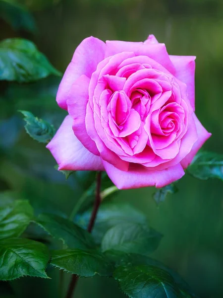 Beautiful Pink Rose Flower Outdoors Nature — Stock Photo, Image