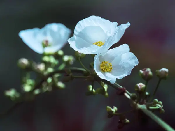 Białe Kwiaty Zielonej Gałązce Przyrodzie — Zdjęcie stockowe