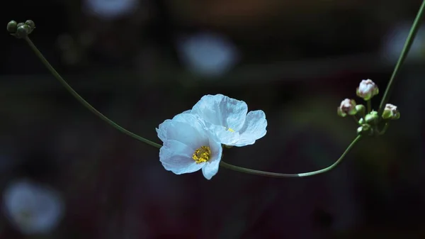 Λευκά Λουλούδια Ένα Πράσινο Κλαδί Στη Φύση — Φωτογραφία Αρχείου