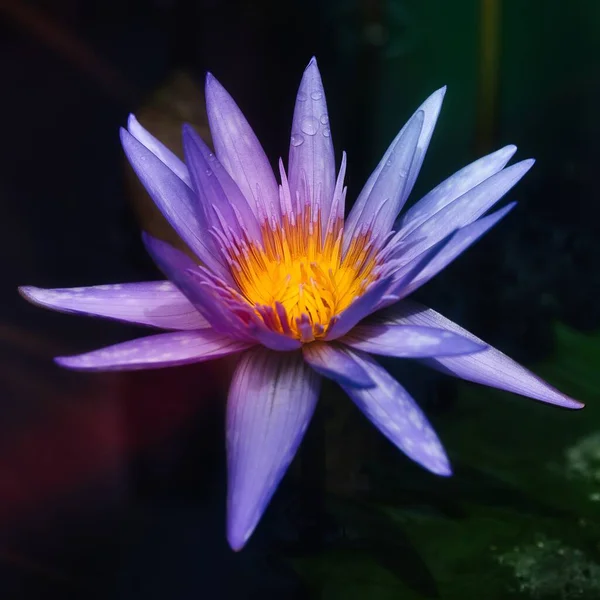 Purple water lily flower outdoors in nature
