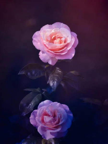 Doğada pembe bir çiçek.