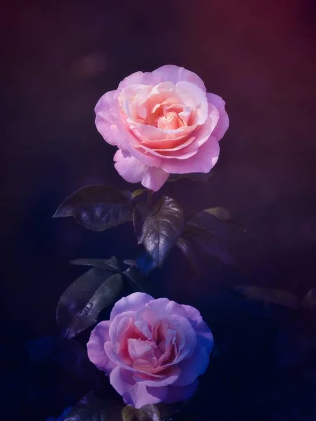 Růžová Květina Venku Přírodě Stock Obrázky