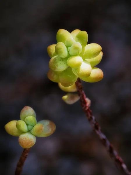 Pachyphytum Sulu Kaktüs Yeşili Sapı Var — Stok fotoğraf