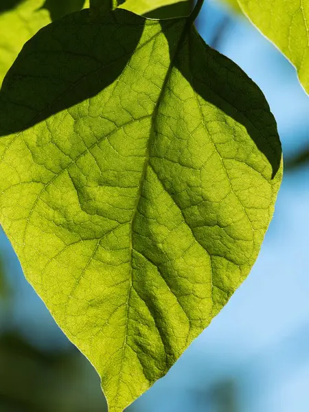 stock image Green leaf in macro outdoors