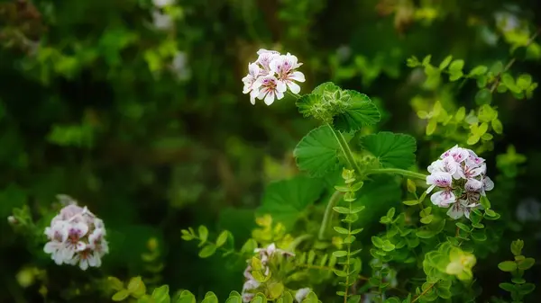 自然の中で屋外で小さな白い紫色の花を持つ緑の植物 — ストック写真