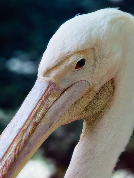 Seitliches Porträt Eines Pelikans Großaufnahme — Stockfoto