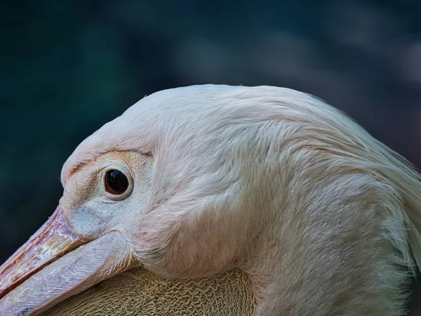 Retrato Lateral Pelicano Perto — Fotografia de Stock