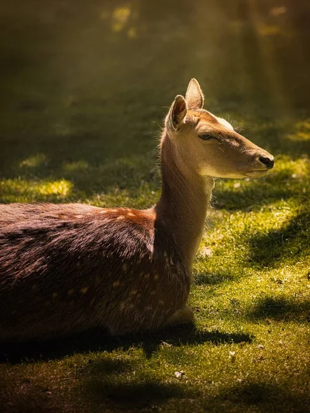 Bir Dişi Geyik Güneşin Altında Ormandaki Yeşil Çimlerin Üzerinde Dinlenir — Stok fotoğraf