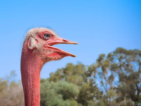 Retrato Lateral Cerca Cabeza Cuello Avestruz Africano Salvaje Túnez —  Fotos de Stock