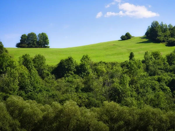 Pradera Verde Árboles Bosque Colina Frente Pueblo Vlkolinec Eslovaquia —  Fotos de Stock