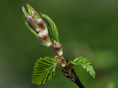 Doğada yeşil yaprakları olan çiçek açan bir ağaç dalına yakın plan.