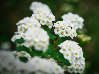 Bir çalılığın dalındaki bir grup beyaz çiçeğin yakın çekimi.