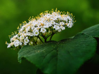 Bir çalılığın dalındaki bir grup beyaz çiçeğin yakın çekimi.
