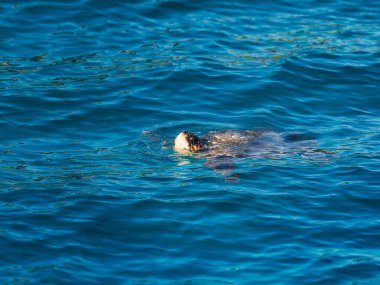 Yunanistan 'ın Zakynthos kenti yakınlarında denizde yüzen Caretta kaplumbağası