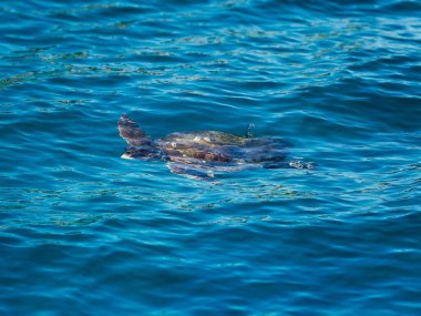 Yunanistan 'ın Zakynthos kenti yakınlarında denizde yüzen Caretta kaplumbağası
