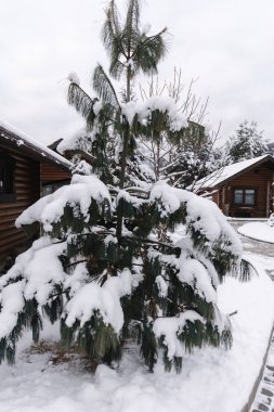 Kışın açık havada kozalaklı ağaç. Karlı Noel ağacının makro fotoğrafı.