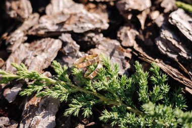 İki altın alyans, kozalaklı ağaç dalının yanında talaş tozunda. Makro fotoğraf.