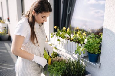 Balkonda bahçe yaratırken gülümseyen genç bir kadın. Ekmek için kürek kullanan bir kadın. - Evet. Yüksek kalite fotoğraf
