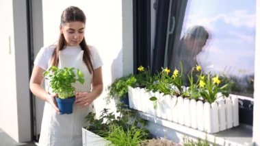 Açık çizgili tulumlu güzel bir kadın terasta fesleğen dikiyor. Genç bayan iş gününden sonra dinleniyor. Yüksek kalite 4k görüntü