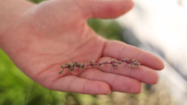 Woman Holds Sprig Thyme Her Hand Gardening Balcony High Quality — Stock Video