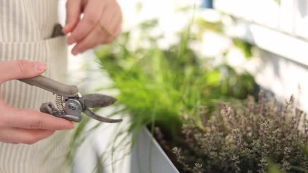 女性の手は植木鉢から時間の小枝をカットします 女性の園芸のクローズアップ 高品質4K映像 — ストック動画