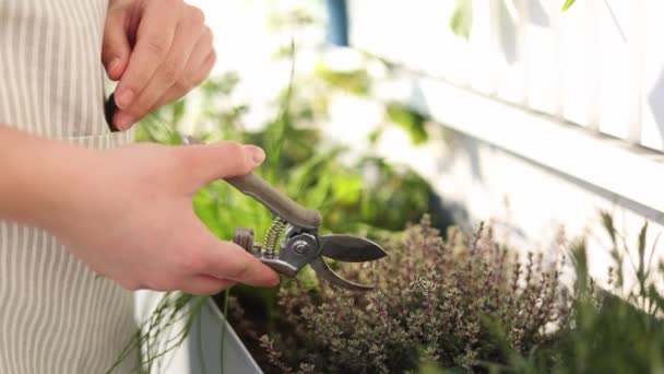 Egy Keze Levágott Egy Szál Kakukkfüvet Virágcserepből Közelkép Női Kertészkedésről — Stock videók