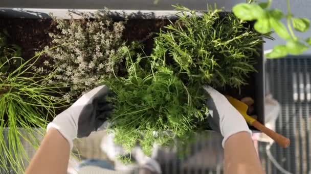 Widok Góry Kobieta Ogrodnictwo Tarasie Samice Przesadzają Rośliny Tarasie Wysokiej — Wideo stockowe