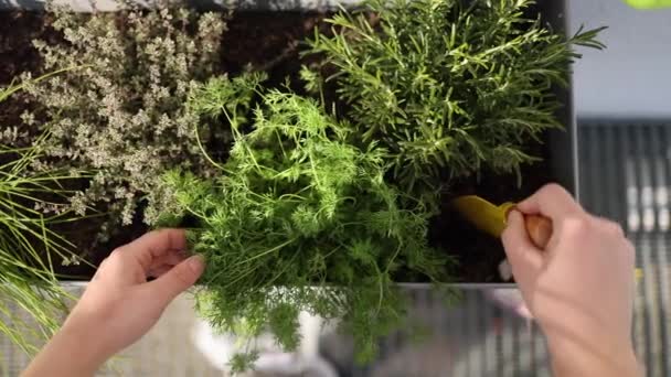 Pohled Shora Zahradničení Terase Samice Opětovné Výsadby Rostlin Terase Venku — Stock video