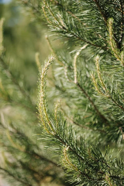 Macro Photo Conifer Branches Beautiful Green Tree High Quality Photo — Stock Photo, Image