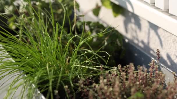 Vaso Com Mudas Plantas Vários Verdes Sob Janela Terraço Imagens — Vídeo de Stock