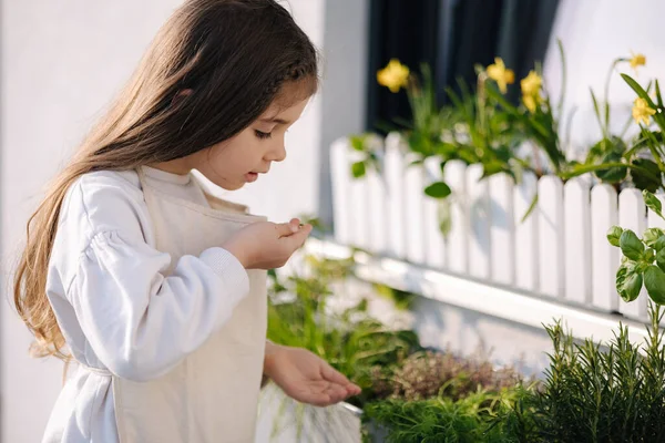 Imádnivaló Kislány Friss Zöldséget Kóstol Erkélyen Lévő Ablak Alatti Virágágyásból — Stock Fotó