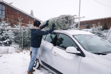 Eve getirmek için arabanın çatısına Noel ağacı koymaya çalışan yakışıklı bir adam. Canlı köknar ağacı teslimatı.