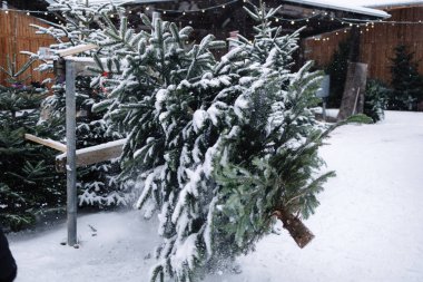 Adam karlı Noel ağacını paketlemek için taşıyor. Açık hava pazarı.