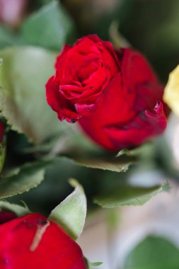 Eski kırmızı gülü yakından çek. Bahçe çiçekleri Yüksek kalite fotoğraf