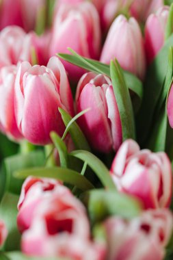 Güzel pembe lalelerin yakın çekimi. Yeşil yapraklı taze çiçekler. Yüksek kalite fotoğraf