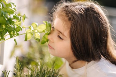Sevimli küçük kız fesleğen yapraklarını balkonda kokluyor. Dışarıda bahçeyle uğraşan güzel bir kızın portresi. Yüksek kalite fotoğraf