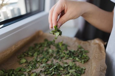 Kadın eli, evde doğal olarak kurutmak için nane yapraklarını balmumu kağıdına serper. Yüksek kalite fotoğraf