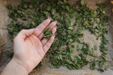 Evde doğal olarak kurutmak için seçilen nane yaprağının üst görüntüsü. Yüksek kalite fotoğraf