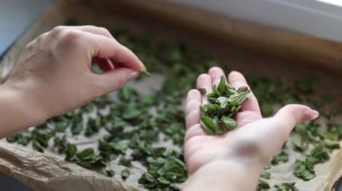 Seçilen nane yaprağını alıp tepsiye koyun. Evde doğal kuruma. Yüksek kalite 4k görüntü
