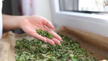 Kadın elinin yan görünüşü evde doğal olarak kuruması için balmumu kağıdına nane yaprağı serpiyor. Yakın plan. Yüksek kalite 4k görüntü