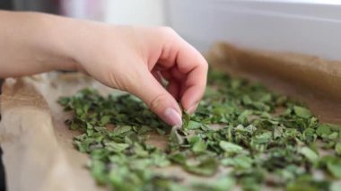 Kadın eli nane yaprağını kontrol ediyor. Evde doğal kuruma. Balmumu kağıdında yeşil kurutulmuş nane. Yüksek kalite 4k görüntü