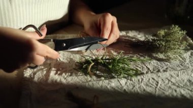 Kurutmak için biberiye filizlerini bağlayan kadının yakın çekimi. Bitki hazırlığı. Yüksek kalite 4k görüntü